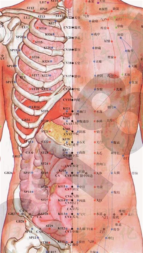 旗門穴|人體穴位大全——期門穴：胸脅滿痛，黃疸，嘔吐，呃。